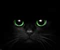 Как спастись от черной кошки на узкой дорожке?
